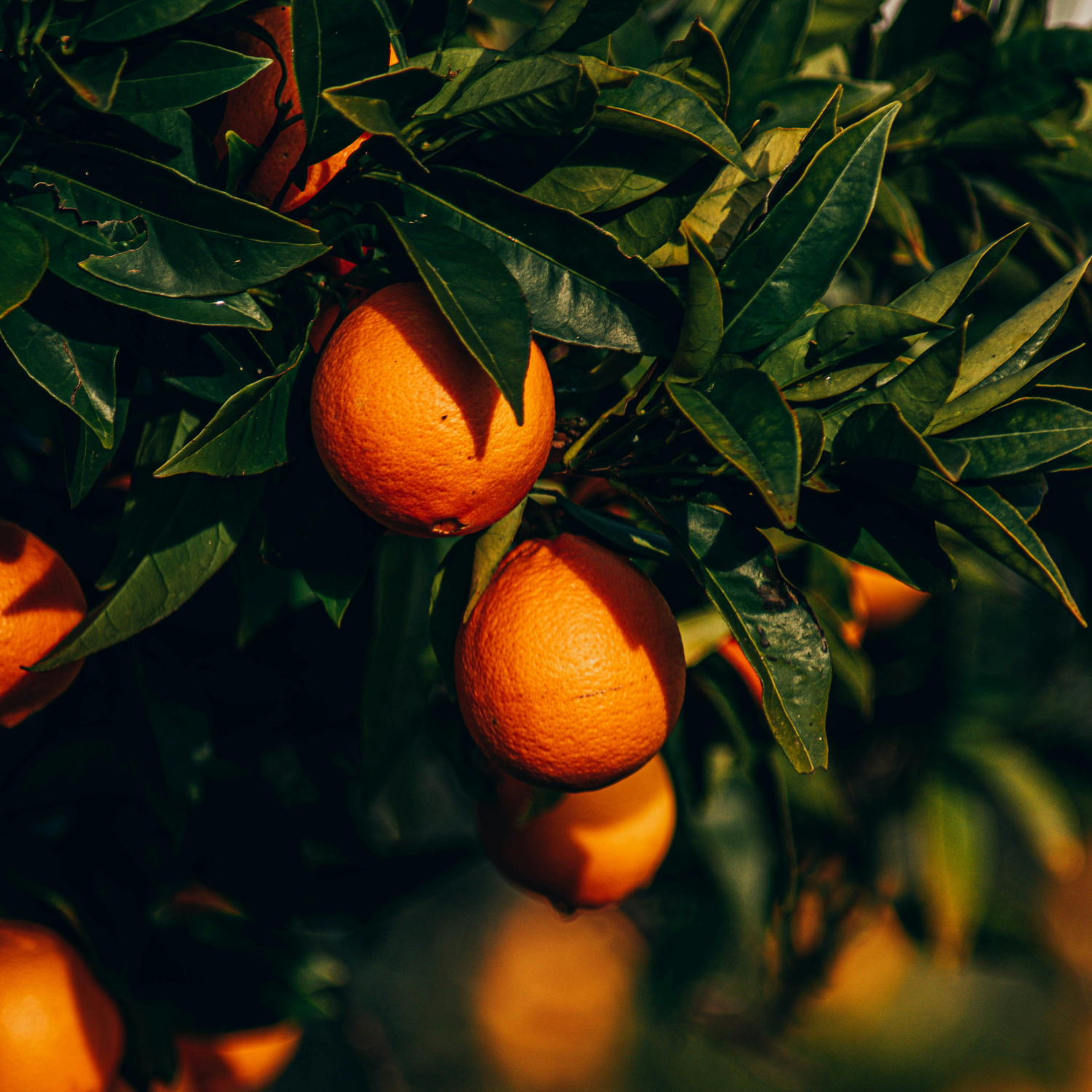 Body Balm · Orange & Neroli - 200ml